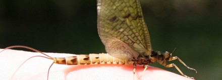 An Amwell Magna Mayfly