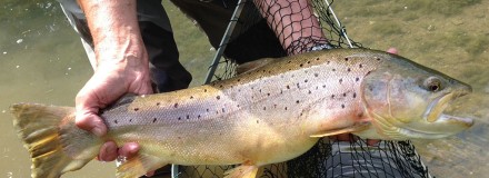 New Amwell Magna Record Brown Trout