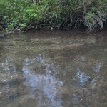 Trout on the Redds